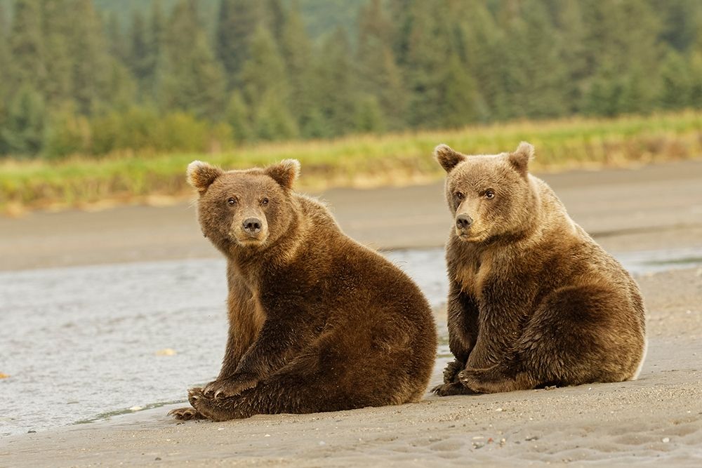 Brown bear cubs nursing-Silver Salmon Creek-Lake Clark National Park-Alaska art print by Adam Jones for $57.95 CAD